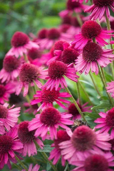 夏季庭院里一抹浓艳的色彩——松果菊