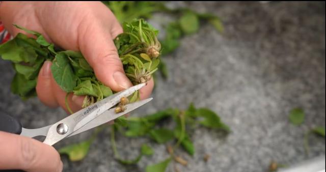 冬天农村最喜欢吃的野菜，教你做成菜卷，皮薄菜多，家人吃美了