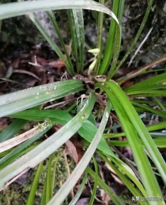 冬季养兰，以“温度”为参考，室内温度高，多浇水肥，新芽猛蹿