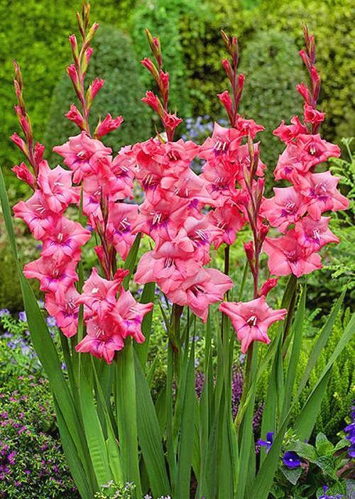 注意这几个小细节，剑兰爆盆无压力，一看就能学会