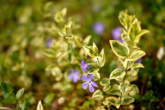 10种适合庭院绿化，种植在树荫下的花卉品种