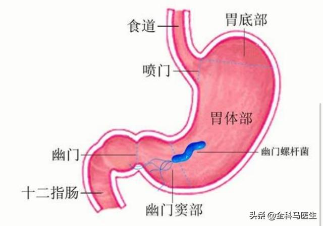 健康学堂：治疗幽门螺旋杆菌的四联用药这样搭配服用效果更佳！