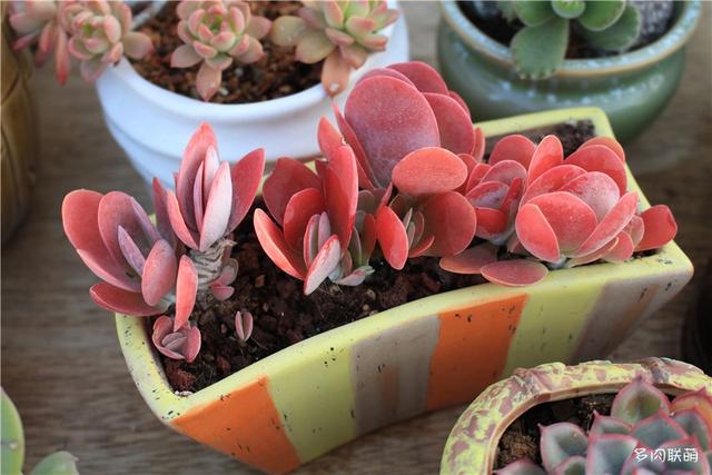 唐印，从绿得像菜，到红得真萌