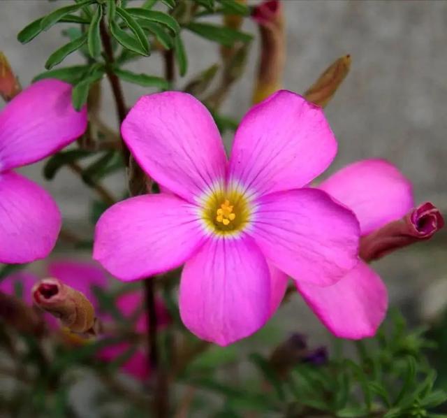 酢浆草|长发飘飘 or 纤细苗条，多毛酢浆草家族等