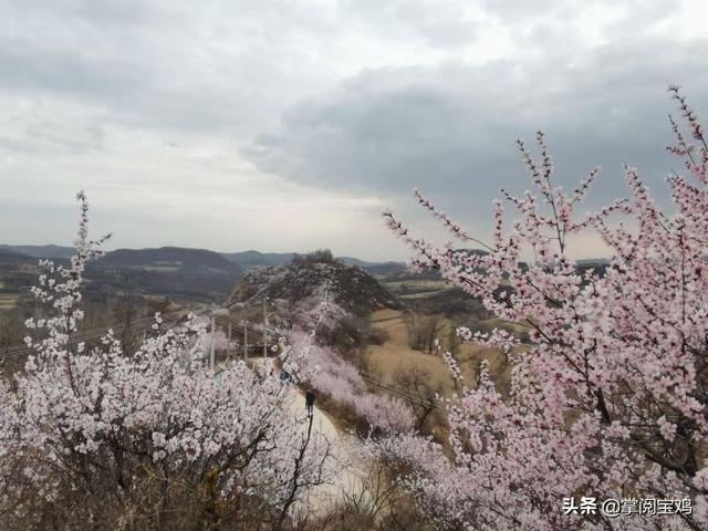 「玩乐足迹」春天里的凤翔