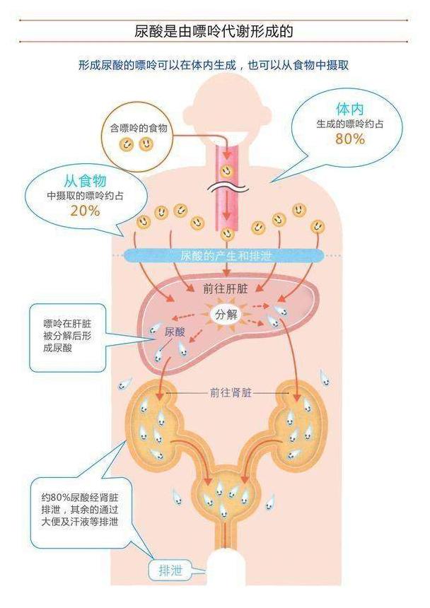 专家提醒：尿酸高，记住这3个喝水要点，有效排尿酸