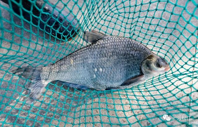 一尾养三年，要瘦身、要筛选，松江这种鱼好吃是有原因的