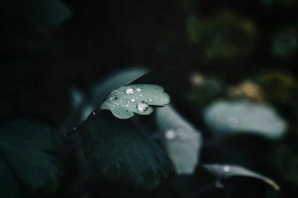 青饼|清明时节雨纷纷，长三角这四地传统美食来几份