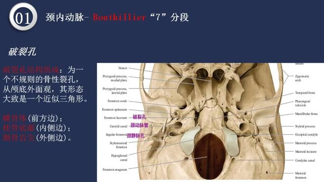 头颈动脉系统相关解剖