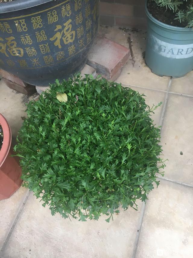 阳台养这种盆栽草花，全年都有花看，养护简单，新手花友也适合