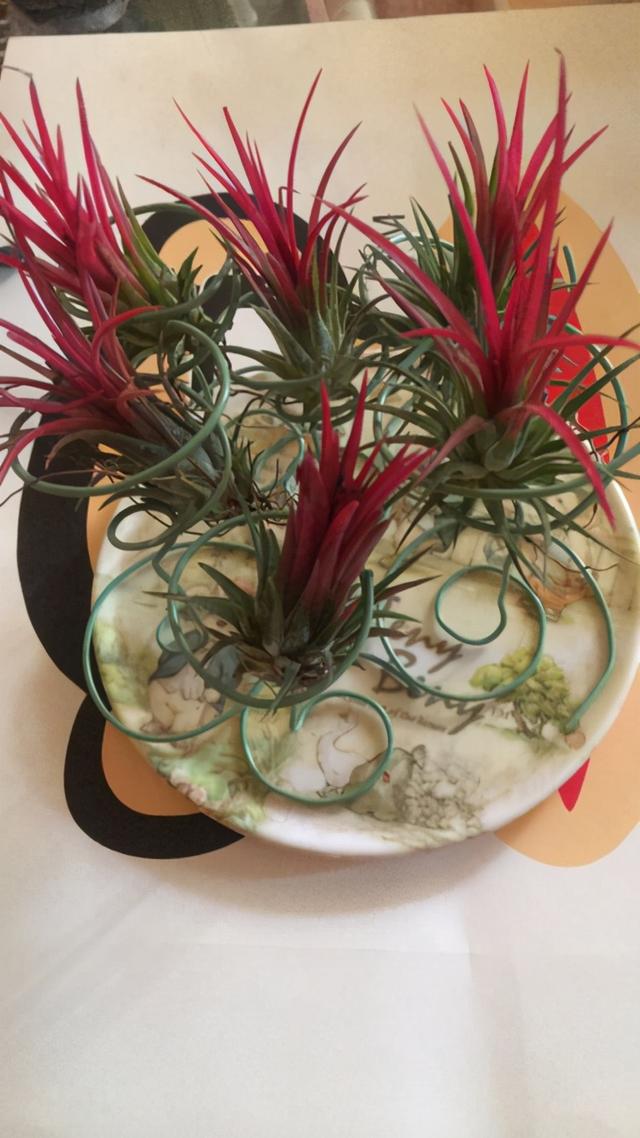 懒人养花总忘浇水，不如养点耐旱花，一个月不浇水都能活