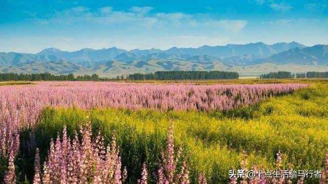 『旅行柚子君』旅行日记——昭苏大草原