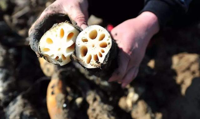 莲藕7孔和9孔有什么区别？挖藕大爷：差别可大了！挑错难以下咽