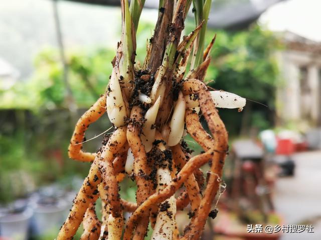 是否病毒变异！兰花冬天也会得软腐病、茎腐病？这几招有效