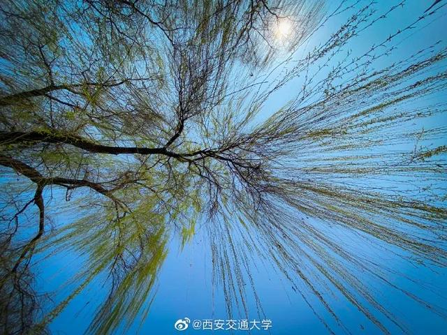 「旅行百事通」实名曝光西安这几个地方的春天，太美了…