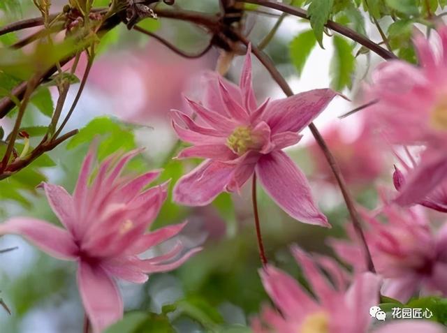 硬核开花机器，“铁线莲”来袭，绝对撞击你的心灵