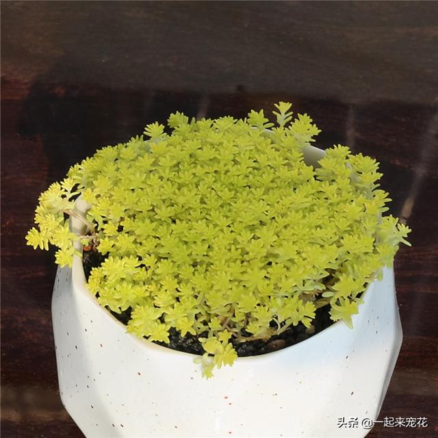 5种强悍多肉，丢花盆里养半年，轻松长满盆，适合新手