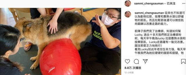 48岁郑秀文帮15岁爱犬按摩拉筋,尽职尽责陪它走完最后一程巴拉啦解说