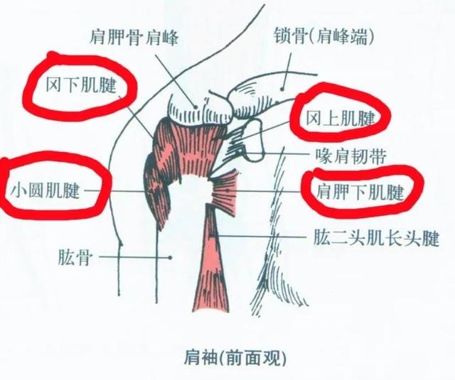 【卫生社团】疼起来能要命的肩膀疼，你以为是肩周炎，其实是......