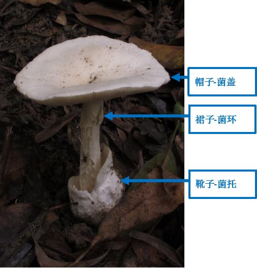 野菜|广西一工地7名工人突然中毒！医生：因吃了这道菜