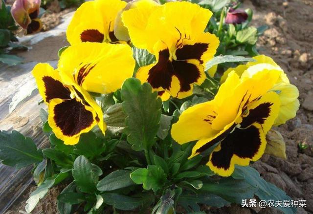 这3种花卉，冬天零下不怕“冻死”，耐寒能力杠杠的，漂亮好养