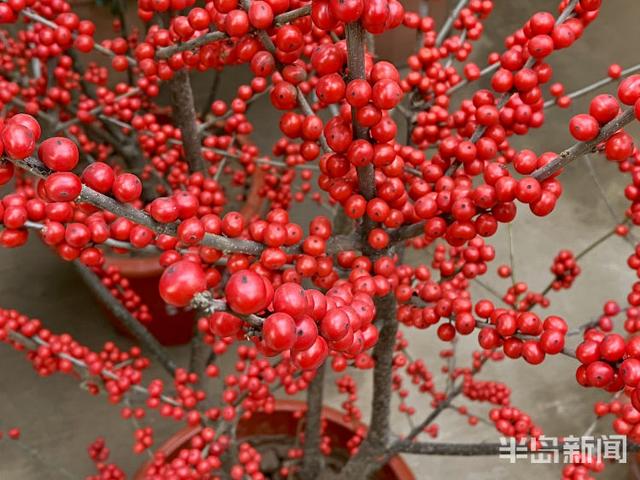 李村大集年宵花走“高级风”紫玉珊瑚高调登场