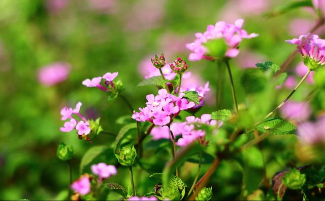 这“三类花”都相克，养一块“危害大”难开花，还会影响家人健康