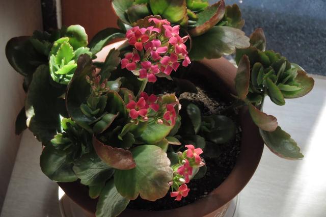 影响长寿花开花的不仅仅是肥料，还要注意这3点，你做到了吗？