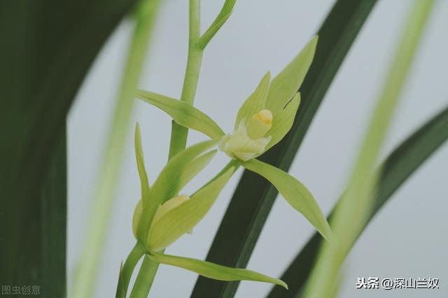 北方冬季买兰花怎么养，这个细节一定注意到