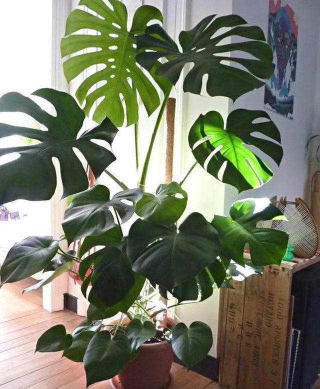 养了3年的龟背竹，冬天也给“浇点肥”，蹭蹭冒出4片新叶子