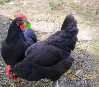 神丹|为什么绿壳鸡蛋比普通鸡蛋好吃？