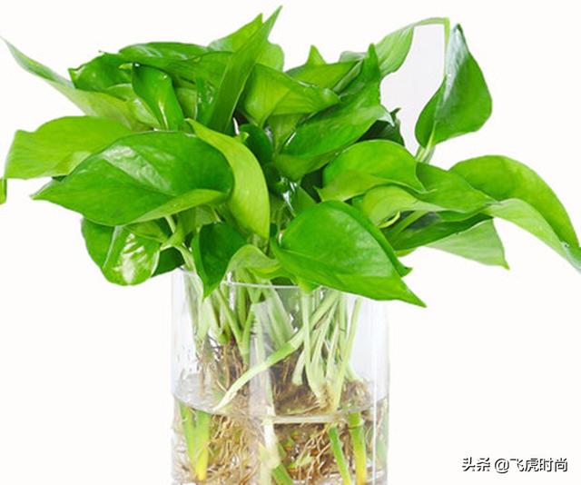 四种花一年四季能插扦，生根很容易，掌握方法才是重点