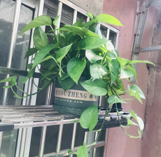 绿萝扦插不成活？只需记住1个“点”，新手都能扦插一棵活一棵