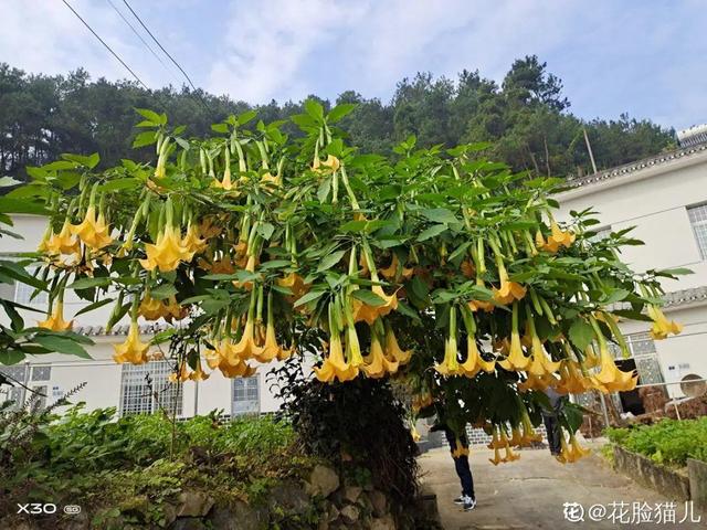 送朋友一盆花，结果被退回来了，太难了