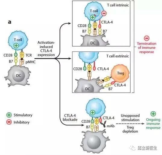 肿瘤医生揭秘：不懂免疫治疗的原理？先看肿瘤与免疫系统的关系