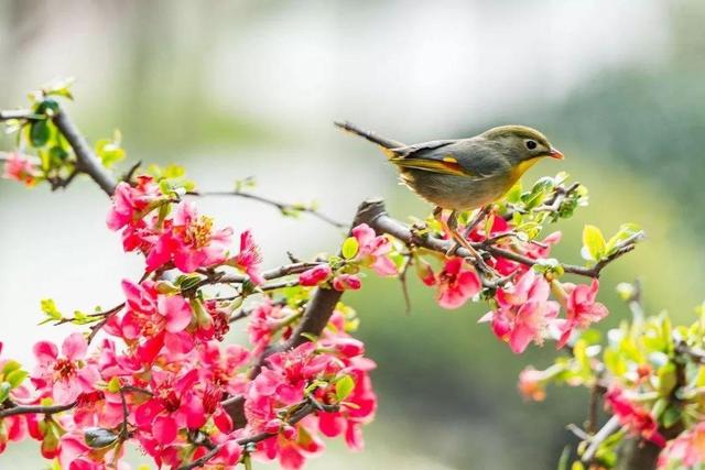 春分|廿四节气丨今日春分，湿冷仍在，杨浦中医教你把握养生好时机