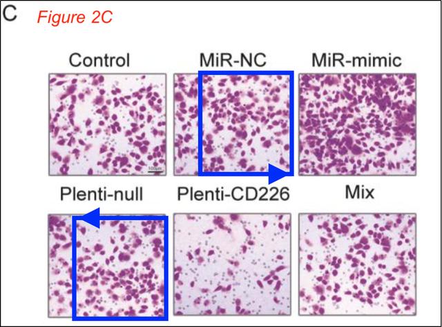 吉林大学第一医院多篇SCI”上榜”PubPeer