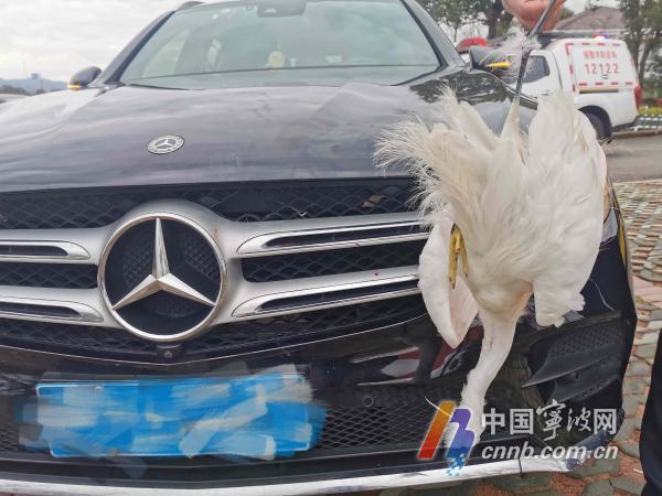 这辆奔驰轿车上的行车记录仪显示,白色的飞鸟从右侧飞向中央护栏的
