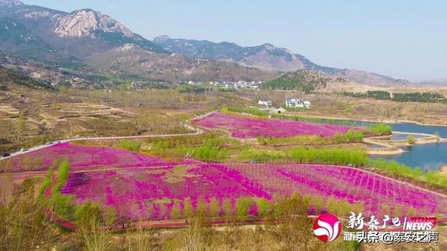 趣旅游@芝樱花海，为新泰“织”起“彩色地毯”！