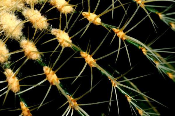 植物|上海：多肉植物的韵律之美