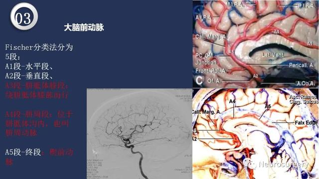 头颈动脉系统相关解剖