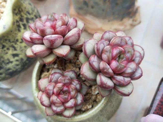 室内阳台养多肉，不要掉以轻心！密封空间盆栽更需注意细节