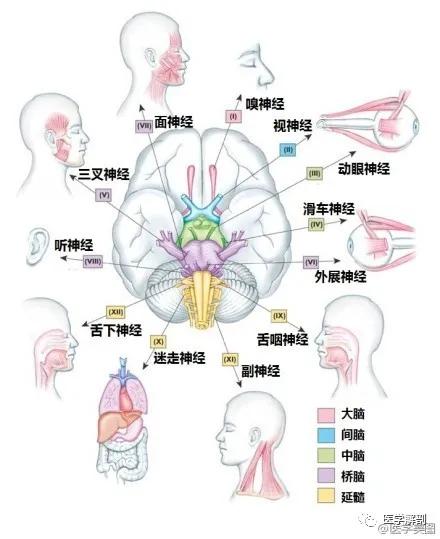 WoW，最全神经系统解剖图来了