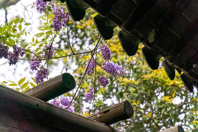 『玩乐足迹』去打卡！苏州园林紫藤花开，如梦的人间四月天来啦~