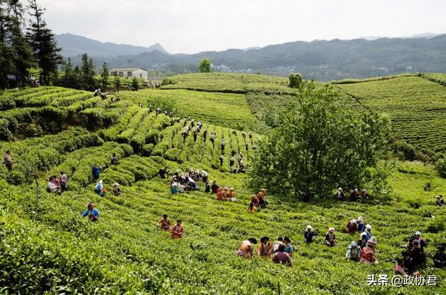 普安|“飞天茅台+正山堂普安红”，背后的故事