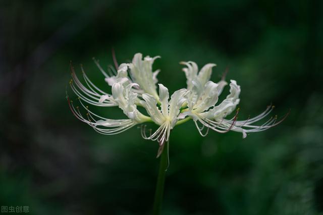 有一种剧毒的花，华佗用它创造了世界之最，“诸药不效”才可用