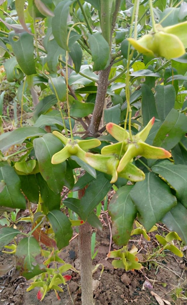 满树挂满了蝴蝶花，名叫金丝吊蝴蝶，养成树太美了