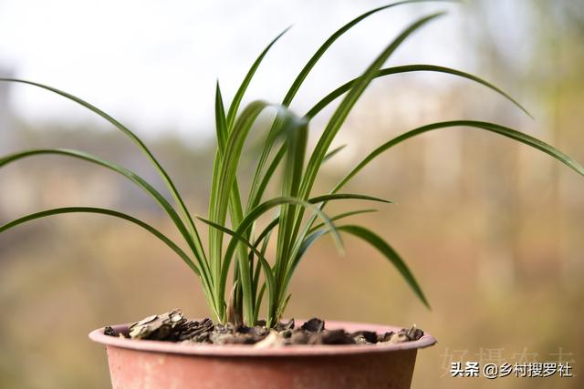 兰花多久换一次土？3个原因是关键，壮苗促蕾在于勤