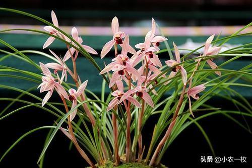 学会这三个实用的小技巧，家里的丝兰长势旺盛而且好看