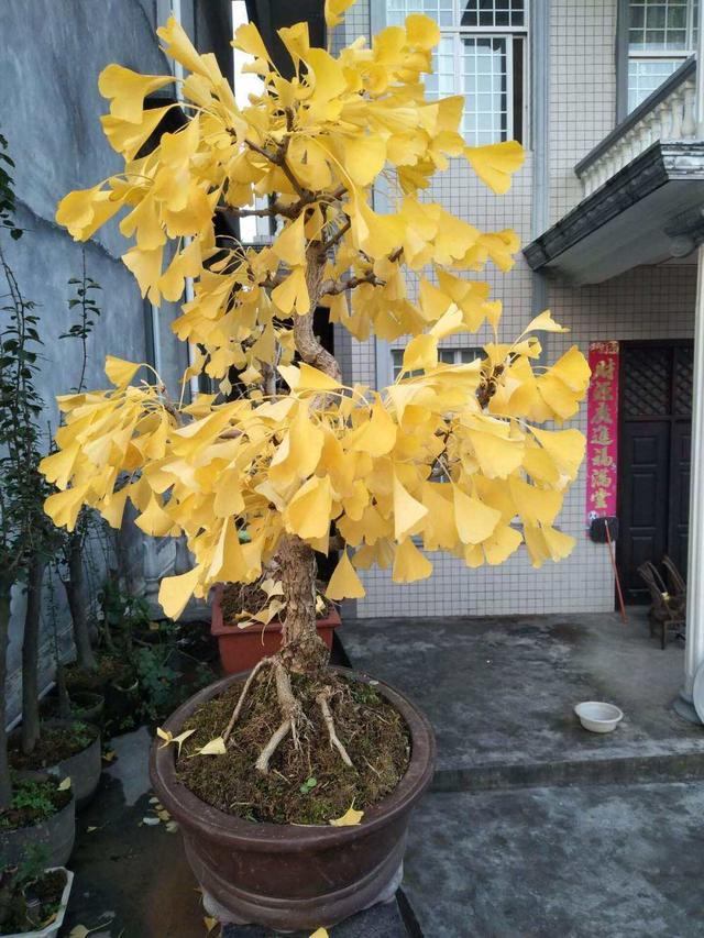 会养这几种花的人太有眼光了！越养越值钱，养成老桩价值更高